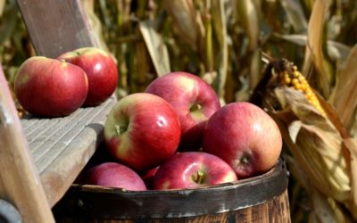 Verger Rouge Pomme – Une tradition de qualité et d’innovation